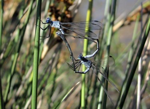 Réf. 54 559 : Lestes macrostigma