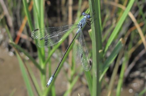 Réf. 54 557 : Lestes macrostigma