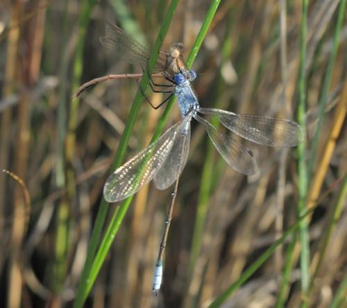 Réf. 54 560 : Lestes macrostigma