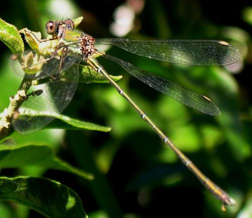 Chalcolestes viridis