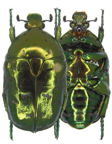 Liocola cathaica