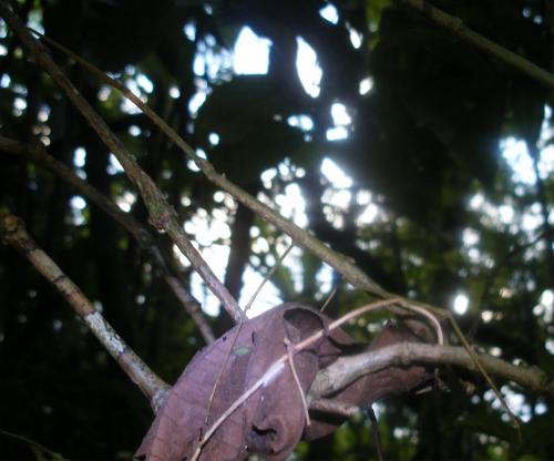 Paronogastris squamigera