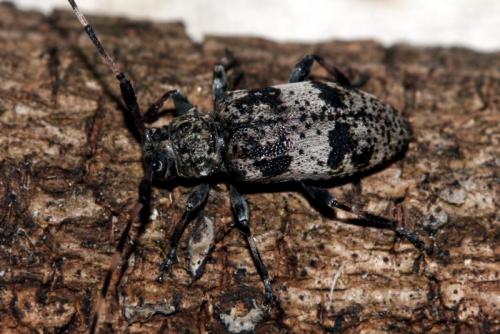 Leiopus sp.