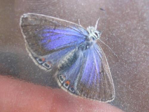 Polyommatus sp.