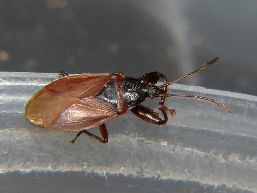 Gastrodes grossipes