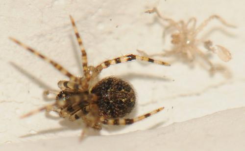 Theridion sp.