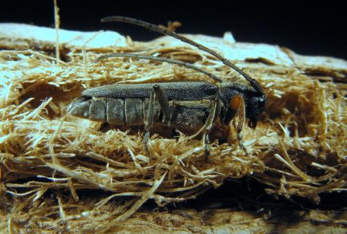 Phytoecia cylindrica