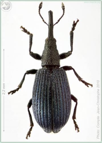 Stenopterapion meliloti