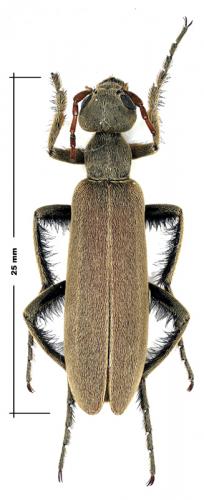 Psalydolytta sp.