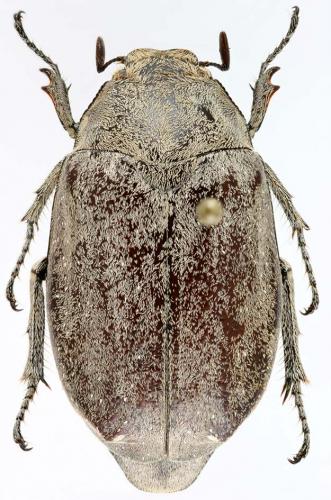 Eulepida sp.