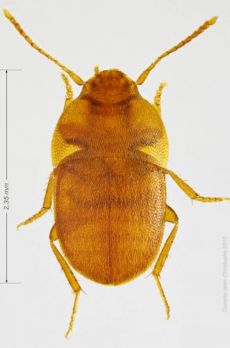 Leptinus testaceus
