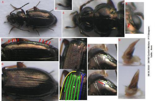 Réf. 54 737 : Bembidion lampros