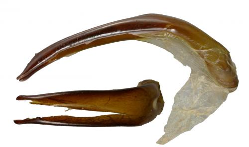 Micrantereus anomalus