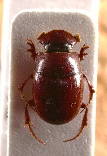 Réf. 54 684 : Metacatharsius sp.
