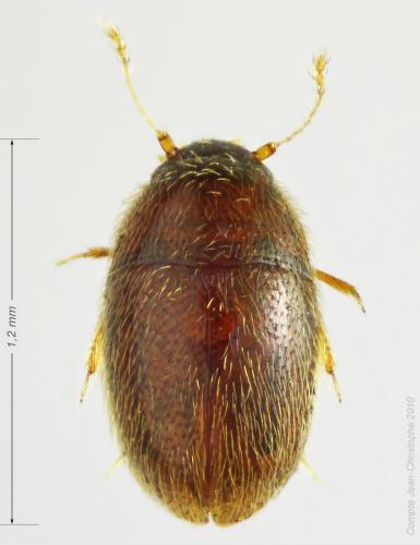 Réf. 54 663 : Nossidium pilosellum