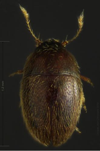 Réf. 54 673 : Nossidium pilosellum