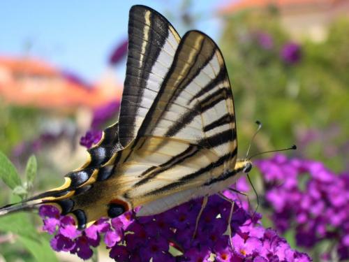 Réf. 54 134 : Iphiclides podalirius