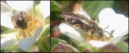 Lasioglossum sp.