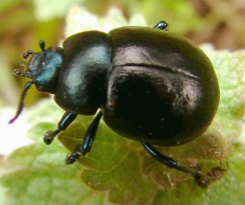 Timarcha goettingensis