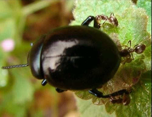 Timarcha goettingensis