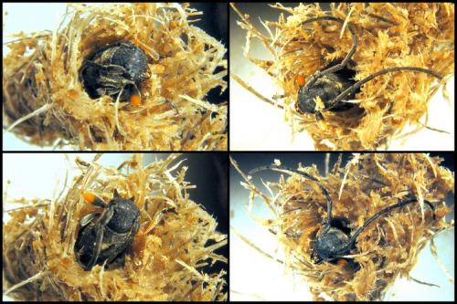 Phytoecia cylindrica