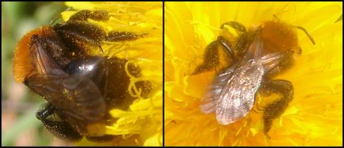 Réf. 54 669 : Andrena thoracica