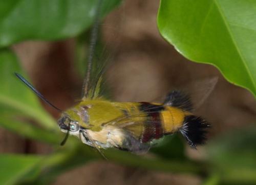 Réf. 54 036 : Cephonodes hylas