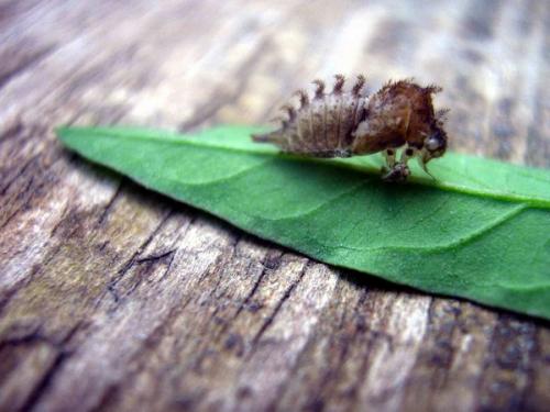 Stictocephala bisonia
