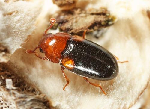 Dacne bipustulata