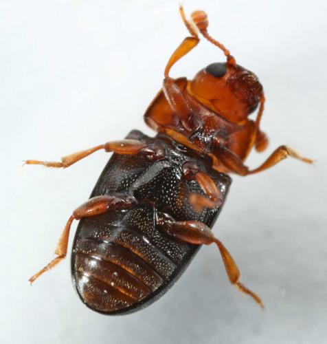 Dacne bipustulata