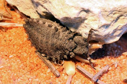 Libelloides sp.