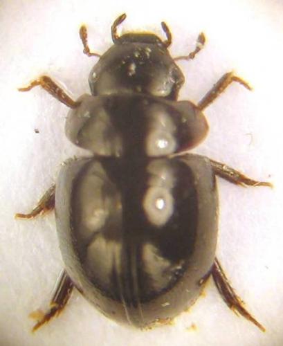 Chaetarthria sp.