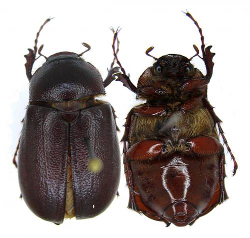 Phyllophaga sp.