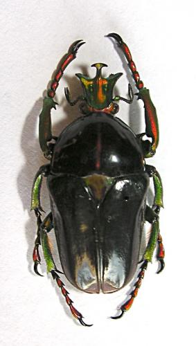 Taurhina manowensis fuscipennis