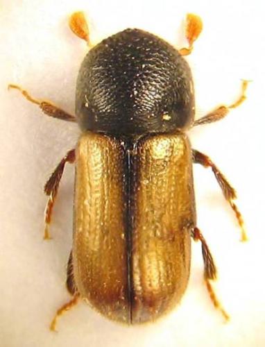 Réf. 54 860 : Trypodendron domesticum