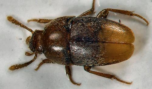 Bathysciola sp.