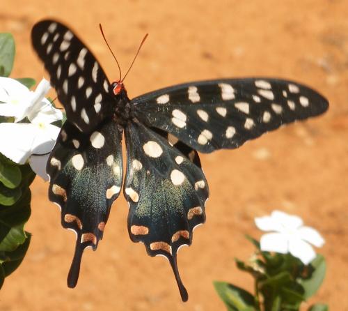 Atrophaneura antenor