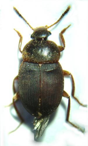 Réf. 54 601 : Catops picipes