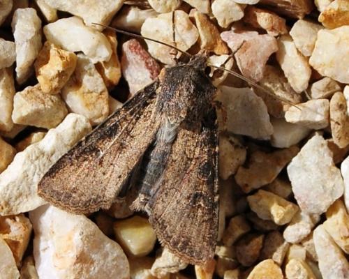Réf. 54 471 : Peridroma saucia