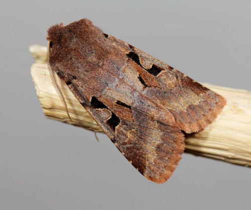 Réf. 54 702 : Orthosia gothica
