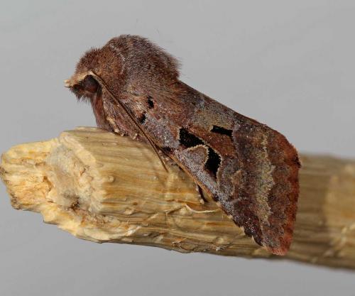 Réf. 54 703 : Orthosia gothica