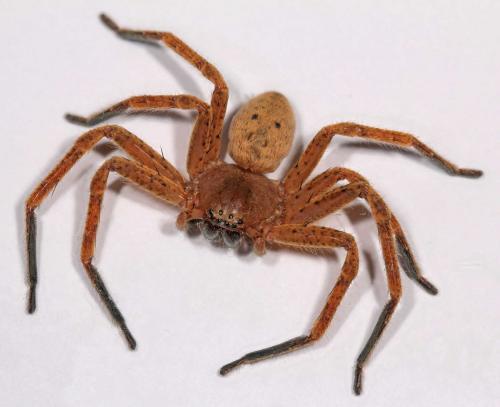 Réf. 54 923 : Olios argelasius