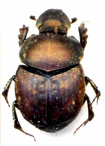 Onthophagus coenobita
