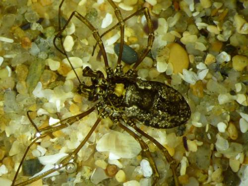 Réf. 54 375 : Platybunus sp.