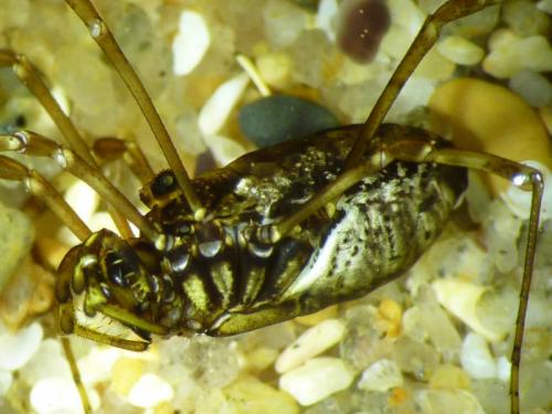 Réf. 54 376 : Platybunus sp.