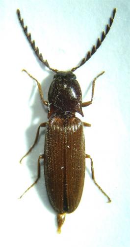 Réf. 54 218 : Orithales serraticornis