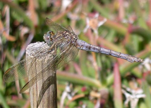 Orthetrum coerulescens