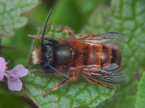 Réf. 54 998 : Osmia bicornis
