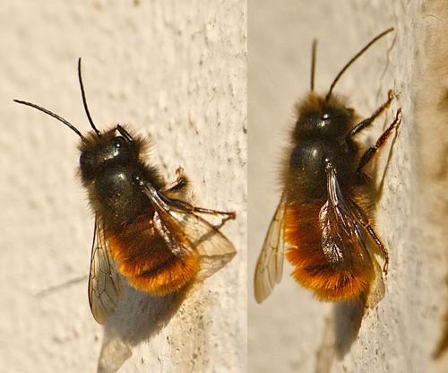 Osmia cornuta