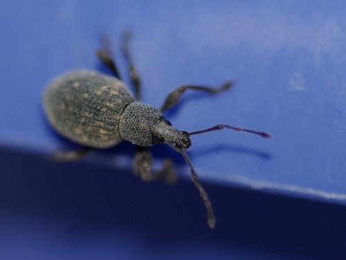 Otiorhynchus sulcatus